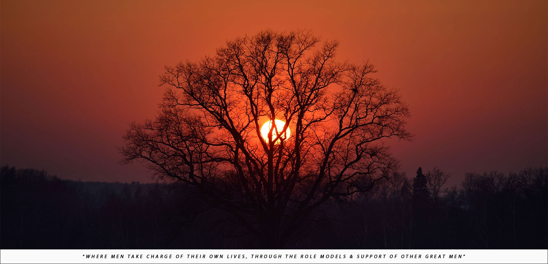 Tree with Sunsetting Behind